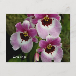 Postal Postcard - Pansy Orchid
