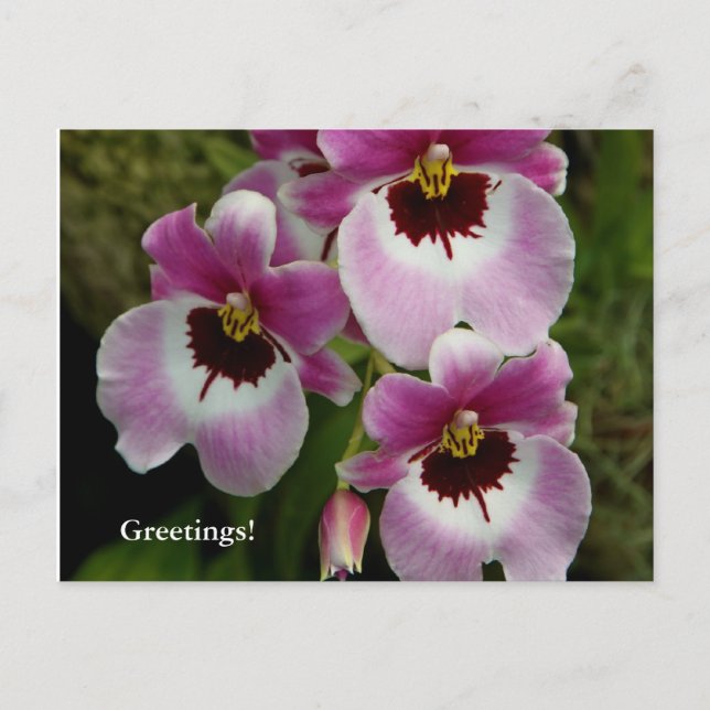 Postal Postcard - Pansy Orchid (Anverso)