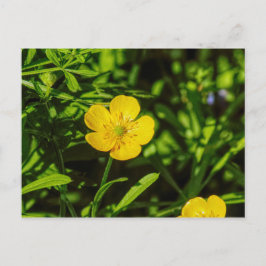 Postal Postcard para Butcup
