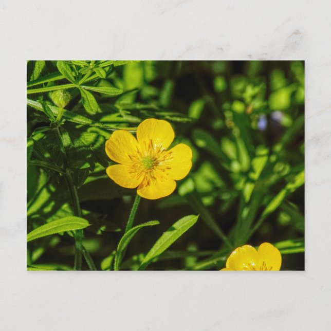 Postal Postcard para Butcup (Anverso)