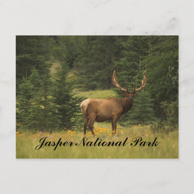 Postal Postcard - Parque Nacional Jasper (Anverso)
