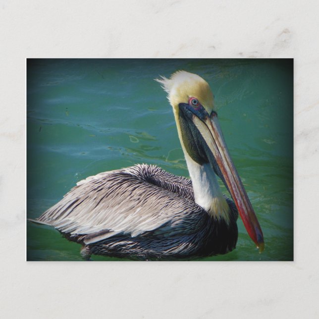 Postal Postcard Pelican (Anverso)