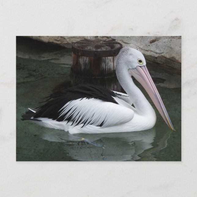 Postal Postcard Pelican (Anverso)