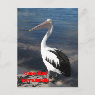 Postal POSTCARD - Pelican