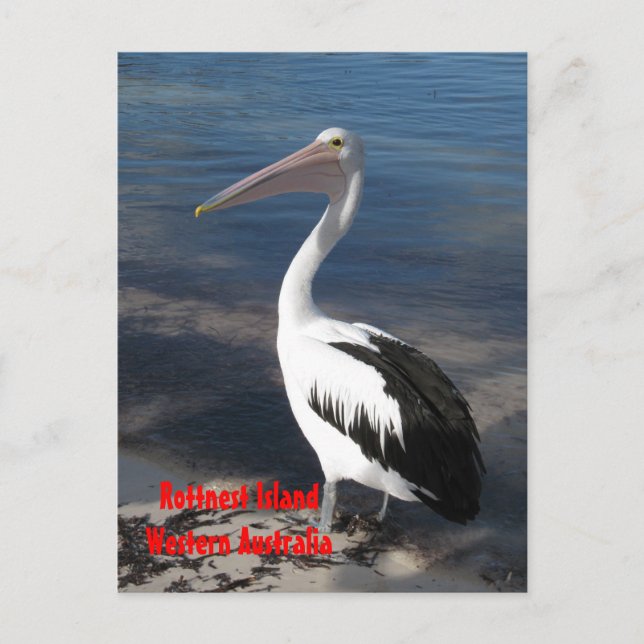 Postal POSTCARD - Pelican (Anverso)