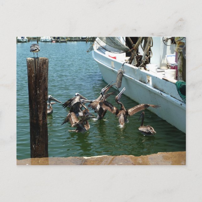 Postal Postcard Pelican Brunch (Anverso)