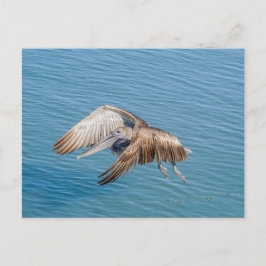 Postal Postcard - Pelican en vuelo