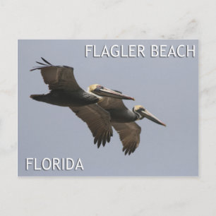 Postal Postcard Pelican Pair de Flagler Beach