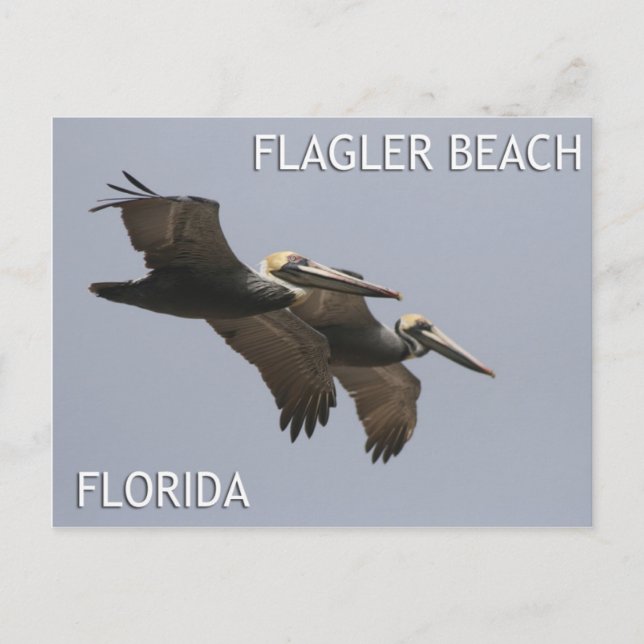 Postal Postcard Pelican Pair de Flagler Beach (Anverso)