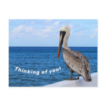 Postcard - Pelican - Pensando en ti