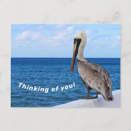 Postal Postcard - Pelican - Pensando en ti