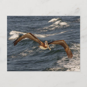 Postal Postcard pelicano marrón