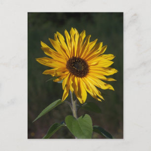Postal Postcard perfecto para girasoles