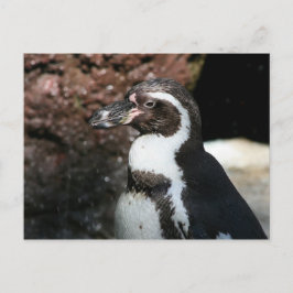Postal Postcard pingüino