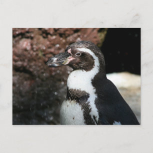 Postal Postcard pingüino