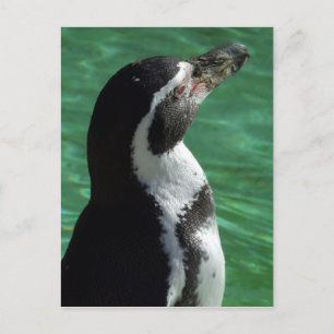 Postal Postcard pingüino