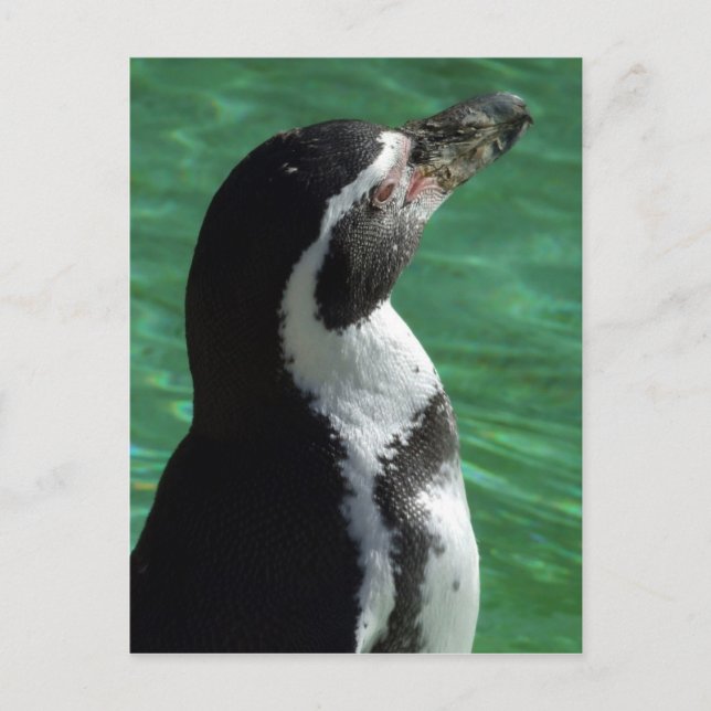 Postal Postcard pingüino (Anverso)