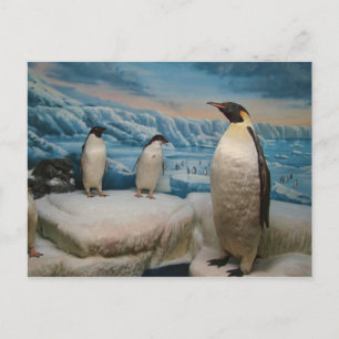 Postal Postcard pingüino