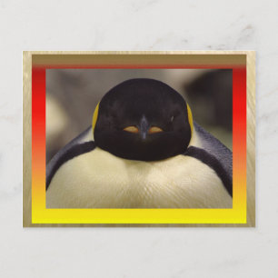 Postal Postcard pingüino