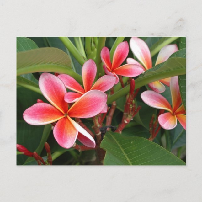 Postal Postcard Plumeria (Anverso)