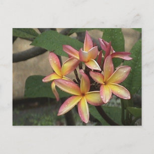 Postal Postcard Plumeria