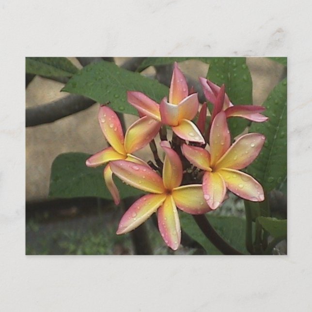 Postal Postcard Plumeria (Anverso)