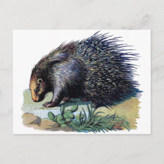Postal Postcard - Porcupine