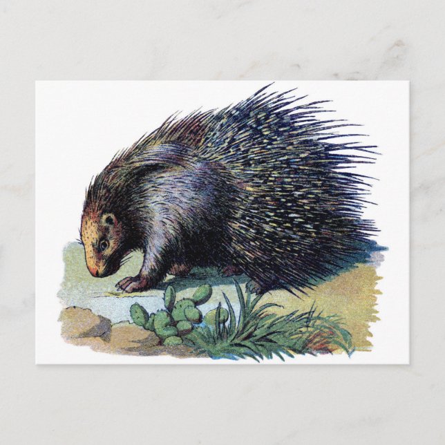 Postal Postcard - Porcupine (Anverso)
