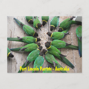 Postal POSTCARD - Port Lincoln Parrots Australia