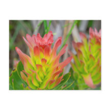 Postcard - Protea en Kirstenbosch