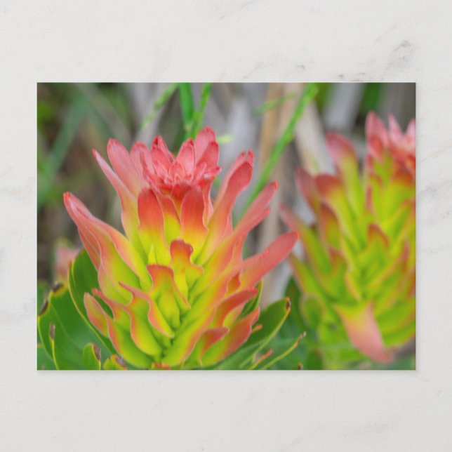 Postal Postcard - Protea en Kirstenbosch (Anverso)