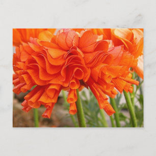 Postal Postcard Ranunculus rufled