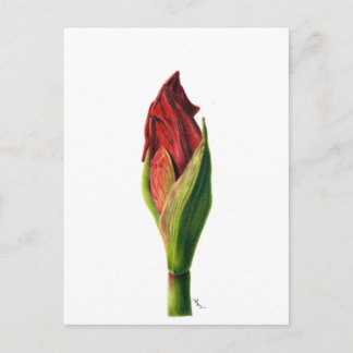 Postal Postcard Red Amaryllis