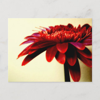 Postal Postcard Red Gerbera