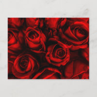 Postcard Red Rose Elegance