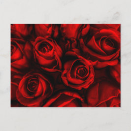 Postal Postcard Red Rose Elegance