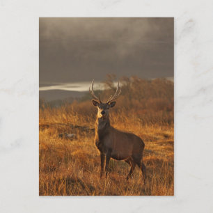 Postal Postcard Red Stag