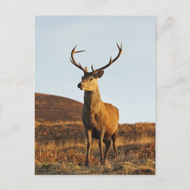 Postal Postcard Red Stag (Anverso)