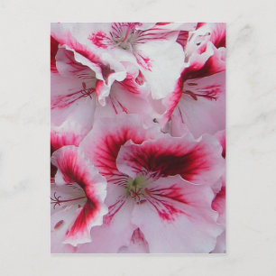 Postal Postcard Regal Pelargonium