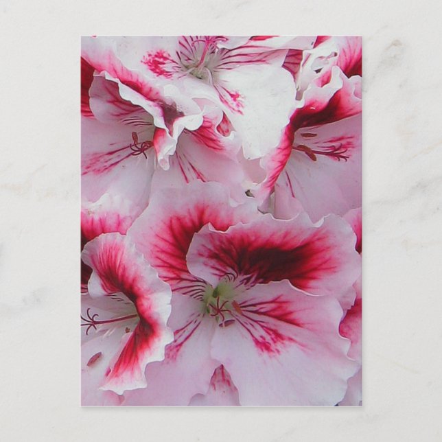 Postal Postcard Regal Pelargonium (Anverso)