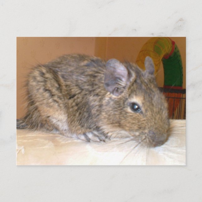 Postal Postcard relajante Degu (Anverso)