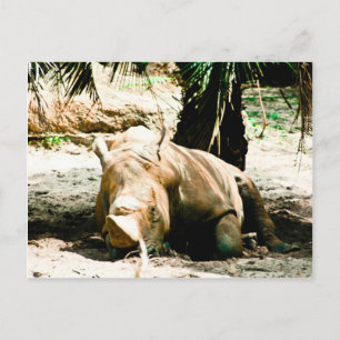 Postal Postcard Rhino