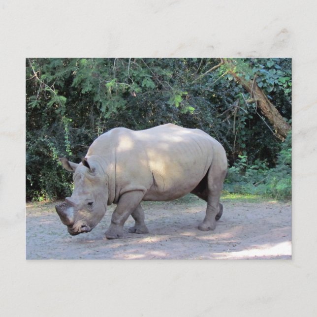 Postal Postcard Rhino (Anverso)