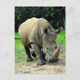 Postal Postcard rhinoceros