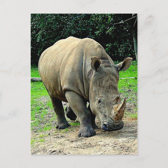 Postal Postcard rhinoceros (Anverso)