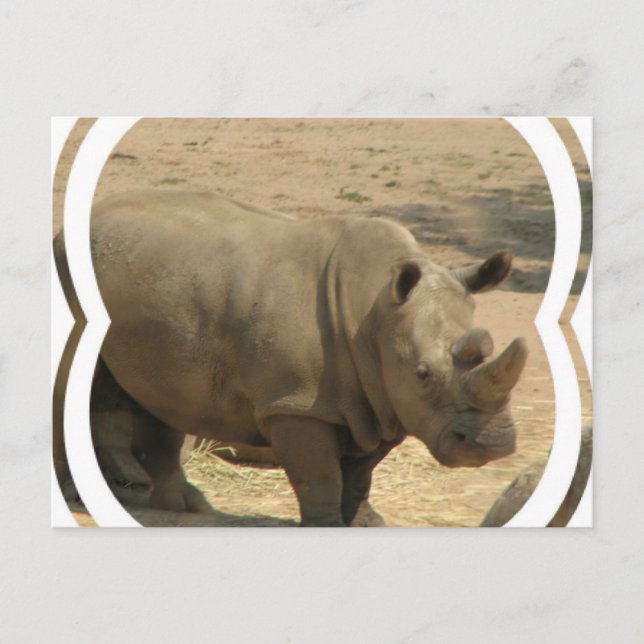Postal Postcard rhinoceros (Anverso)