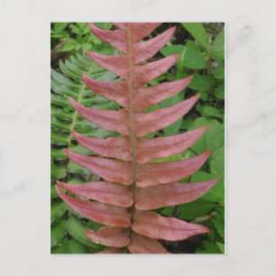 Postal Postcard rojo fern
