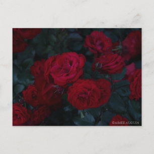 Postal Postcard Rosa