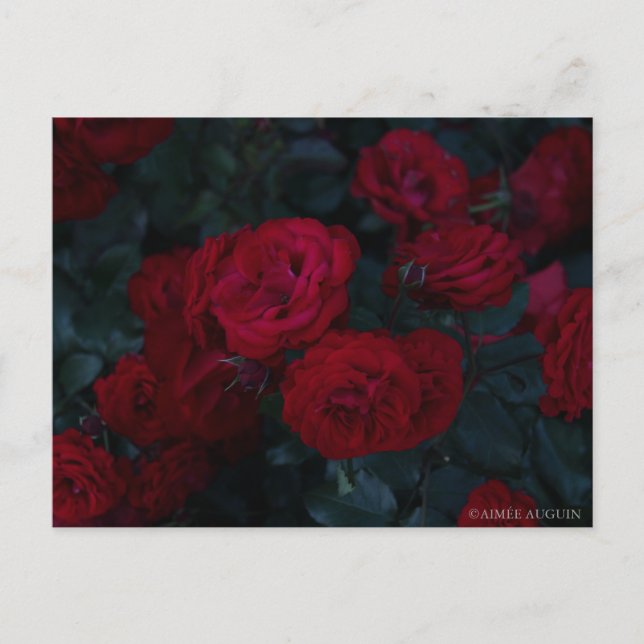Postal Postcard Rosa (Anverso)