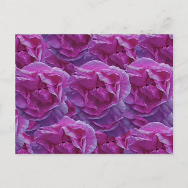 Postal Postcard Rosa (Anverso)